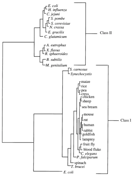 Figure 1-4. Phylogenetic tree of Class I and Class II FBP aldolases. 