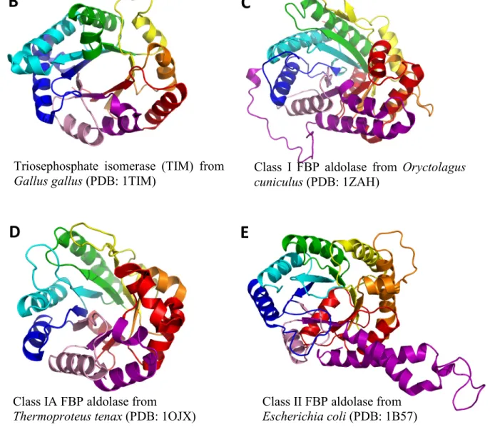 Figure 1-5. The tertiary structure of various FBP aldolases compared with TIM. 