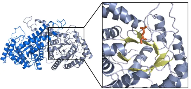 Figure 1-7. Dimeric structure of Class II aldolase and view of active site. 