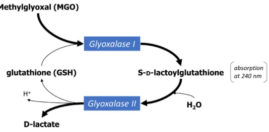 Figure 1-14. The glyoxalase system.  