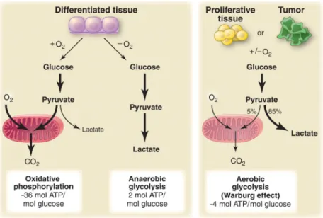 Figure  1-17. Schematic representation of the differences between oxidative  phosphorylation, anaerobic glycolysis, and aerobic glycolysis (Warburg effect)