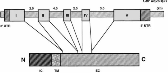 Figure 1 : La structure du gène du hCD154. 