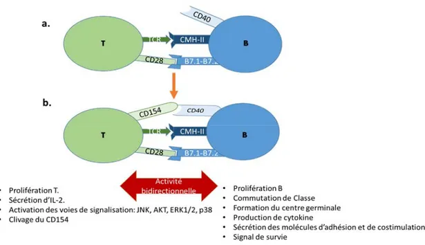 Figure 6 : Activité bidirectionnelle de l’interaction du CD154 avec le CD40. 