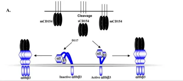 Figure 7: L’interaction du CD154 avec le αIIbβ3. 