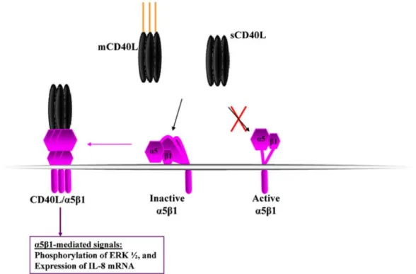 Figure 8: Interaction du CD154 avec l’α5β1. 