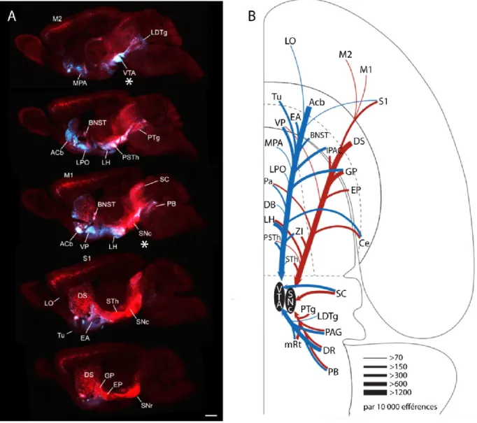 Figure 2. Afférences de la SNc et de la VTA chez la souris  