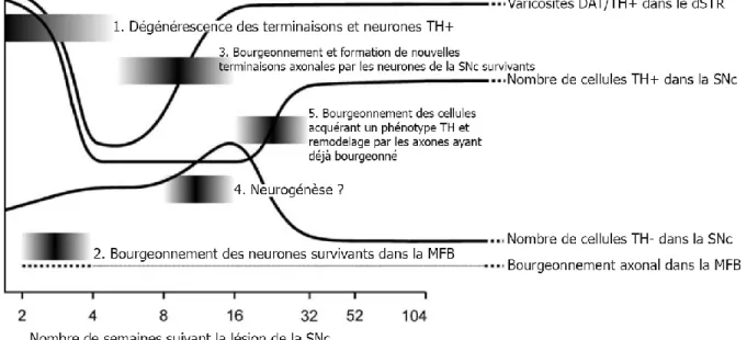 Figure 8. Chronologie des processus compensatoires suite à une lésion de la SNc  