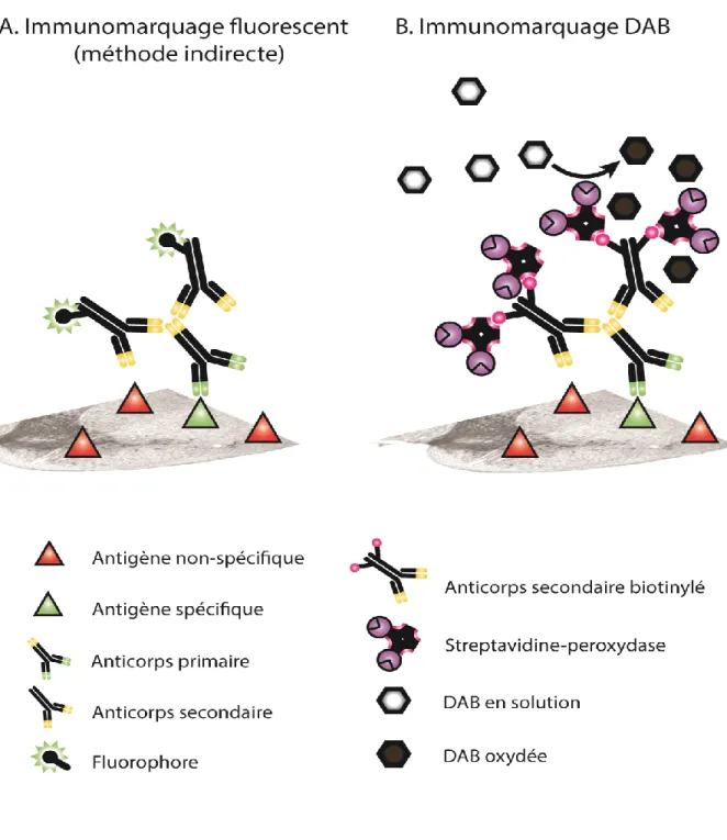 Figure 10. Immunomarquage fluorescent et immunomarquage à la DAB 
