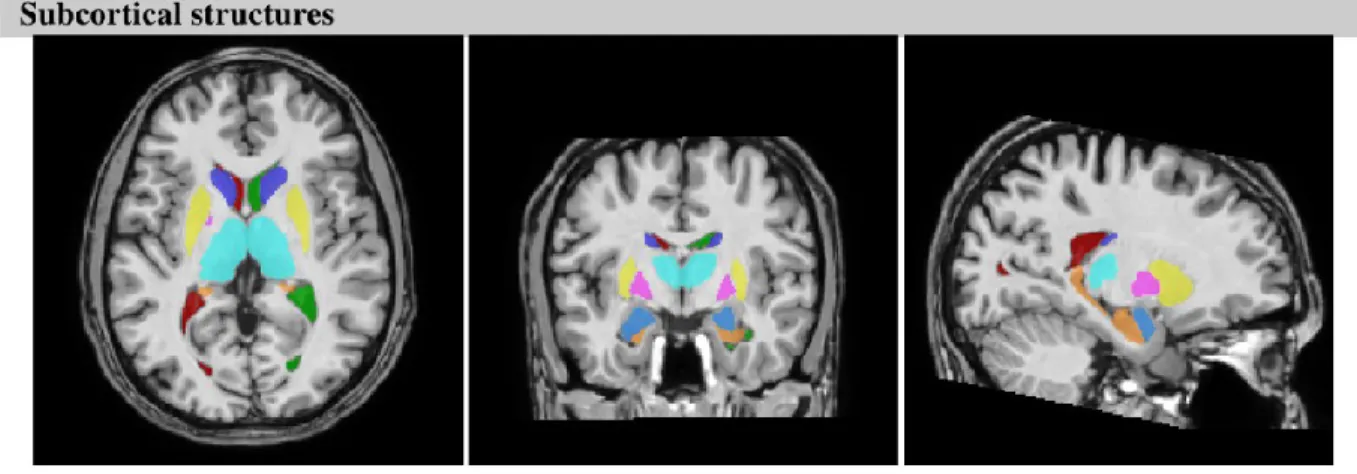 Figure 1. Illustration des régions sous-corticales. 