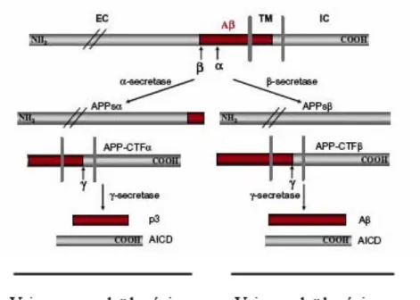 Figure 4.  Clivages alternatifs de l’APP  Modifié de Zheng et Koo (Zheng and Koo 2006) 