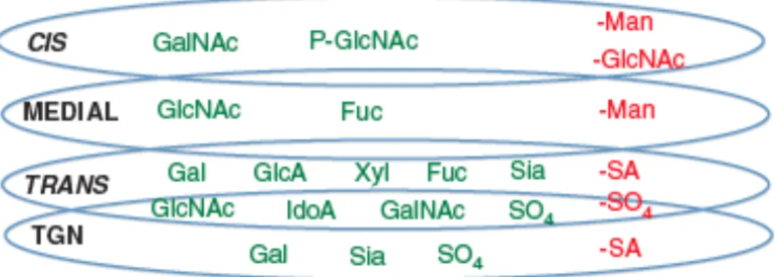 Figure 13.  Schéma d’addition ou de suppression des sucres à travers le Golgi 