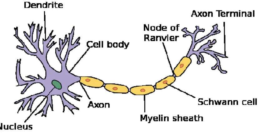 Figure 8: Picture of a neuron and its structural components. Image sourced from [1]. 