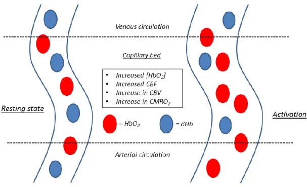 Figure 10: Graphical representation of the physiological changes brought on by functional hyperemia in the  brain’s vascular network