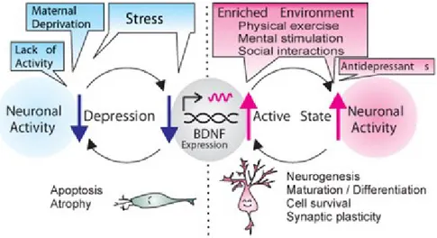Figure 2. Activity-dependent BDNF hypothesis of depression.  