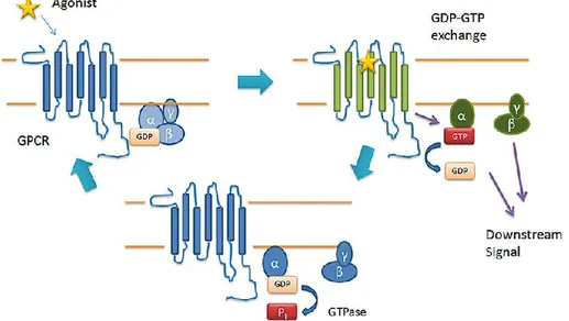 Figure 5. G-protein-coupled receptor (GPCR)-mediated G-protein activation. 