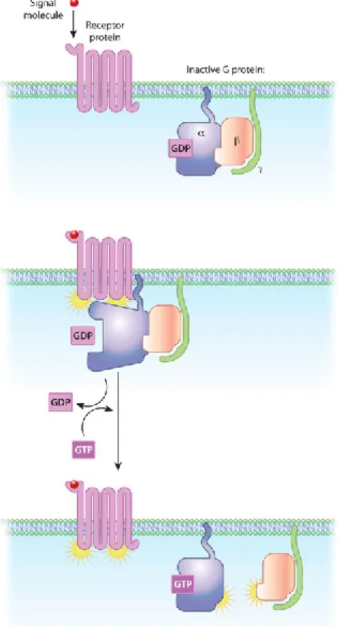 Figure 6.  Heterotrimeric G-protein activation in the context of GPCR signaling. 