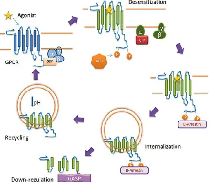 Figure 10. G-protein-coupled receptor (GPCR) desensitization, internalization and down- down-regulation