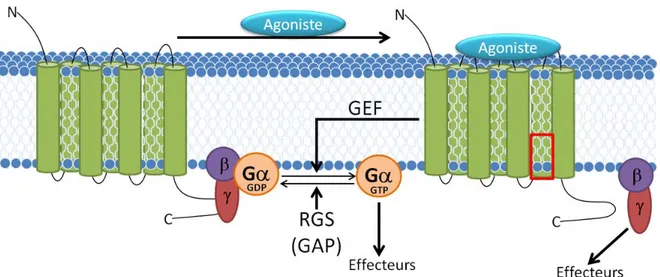 Figure 2: Structure et voies générales des RCPGs et des protéines G  hétérotrimériques 