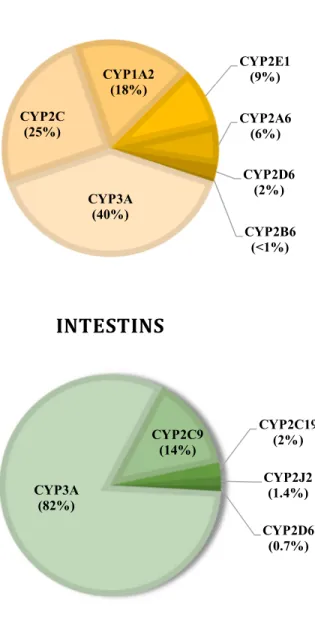 Figure 2. Diagramme en camembert du contenu en protéines des CYP450s du foie et de  l’intestin proximal