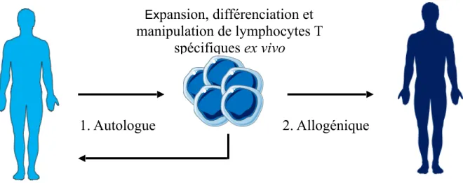 Figure 2. Immunothérapie adoptive 