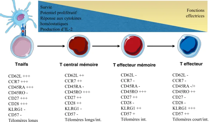 Figure 3. Différenciation des lymphocytes T, adapté de Gattinoni L et al., 2012 (60)Survie 