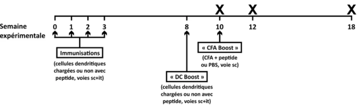 Figure 1. Schéma du protocole d’immunisation.  