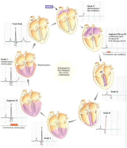 Figure 3: Représentation schématique de la correspondance entre les événements électriques  et l'électro-cardiogramme