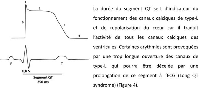 Figure 4: Correspondance entre le potentiel d'action ventriculaire et l'ECG au cours du temps