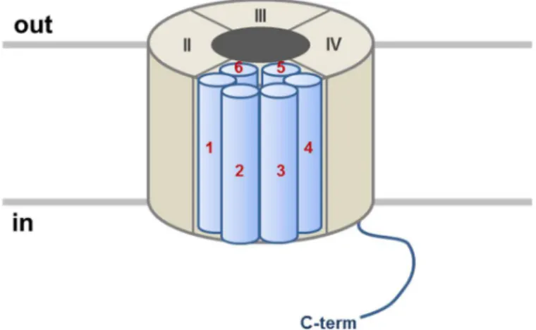 Figure  9:  Schéma  de  la  structure  tertiaire  prédite  du  canal  CaV1.2  au  sein  de  la  membrane  plasmique