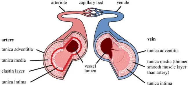 Figure 1: The structure of the arterial and venous vascular wall. (Shaw, ter Haar, Rivens, Giussani, &amp; Lees, 2014) 