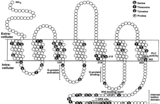 Figure 2: Structure of a G Protein-Coupled Receptor. Representation of amino acids and signalling domains in the  rat AT1a receptor