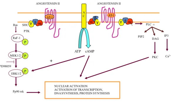 Figure 3: ANG II signalling mechanisms associated with Gq α  and Gi α  proteins. Through Gqα, the AT1 receptor 