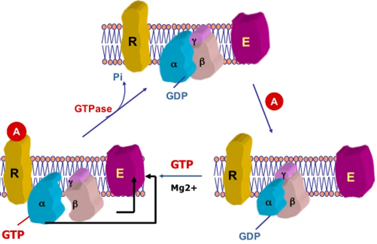 Figure 4: Activation of G proteins. Binding of an agonist to the G protein-coupled receptor causes a dissociation of  the  α  subunit  from  the  βγ  subunit  following  the  enchange  of  GDP  for  GTP
