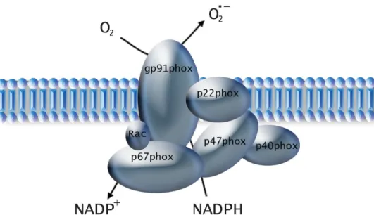 Figure  5:  Simplified  structure  of  vascular  NADPH  oxidase.  Shown are the two membrane subunits, p22 phox  and     gp91 phox  (phox for phagocyte oxidase), also referred to as NOX, the cytoplasmic subunits p47 phox , p67 phox , p40 phox  and  Rac, a G protein (Ray &amp; Shah, 2005)