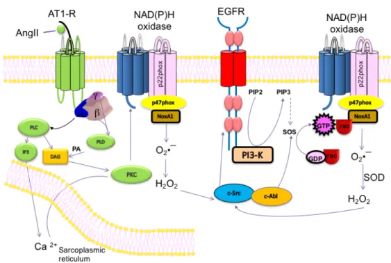 Figure  6:  Activation  of  NAPDH  Oxidase  by  ANG  II  and  EGFR.  The  stimulation  of  the  AT1  receptor  (AT1-R)  by  angiotensin  II  (Ang  II)  leads  to  the  generation  of  reactive  oxygen  species  (ROS)  through  protein  kinase  C  (PKC)  ac