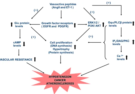 Figure  7:  Signalling  mechanisms  associated  with  hypertension.  Vasoactive  peptides  (Ang  II  and  ET-1)  and  growth factor receptors (EGFR and PDGFR) contribute to VSMC hypertrophy and proliferation through the activation  of Gqα and Giα signallin