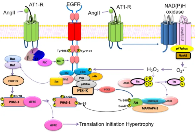 Figure 8: Signalling pathways implicated in hypertrophy. Ang II binds to the AT1-R, stimulating Gq activation of  PLC  and  subsequent  increases  in  intracellular  Ca 2+   and  activation  of  NADPH  oxidases