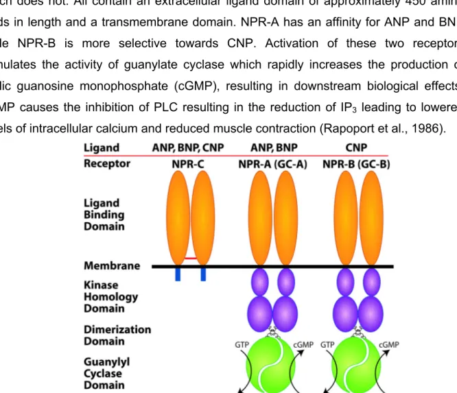 Figure 9: Natriuretic peptide receptors. All contain an extracellular ligand domain of approximately 450 amino acids  in length and a transmembrane domain