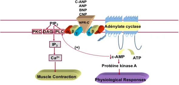 Figure  10:  NPR-C  signalling  and  the  interaction  between  c-AMP  and  phospholipase  C