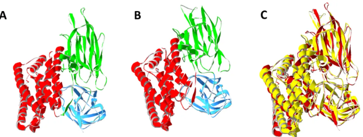 Fig. 4. 3-D ribbon representation of (A) Cry3A activated toxin (1DLC) and (B) Cry1Aa activated toxin (1CIY)