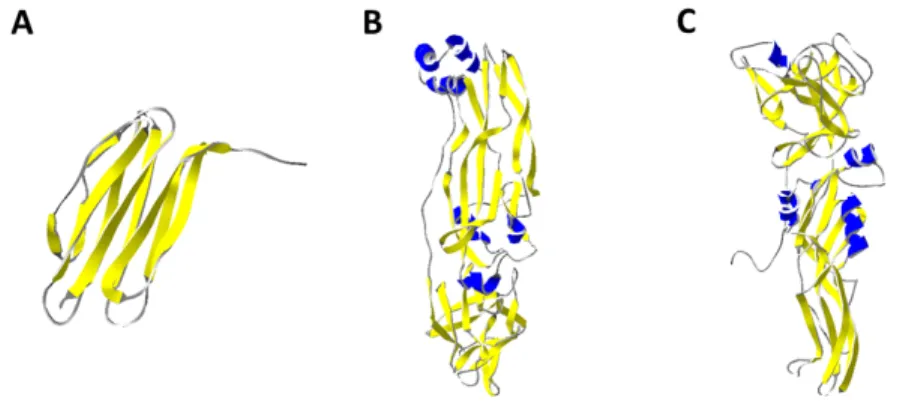 Fig. 7. 3-D ribbon structure of (A) Cry34Ab1 (4JOX), (B) Cry35Ab1 (4JP0) and (C) BinB (3WA1)
