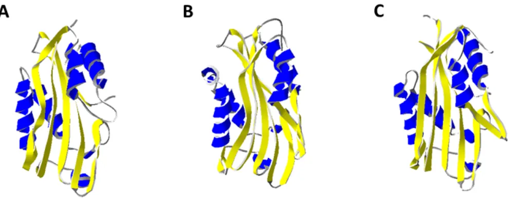 Fig. 9. 3-D ribbon representation of (A) Cyt2Ba (2RCI), (B) Cyt1Aa (3RON) and (C) Vovlatoxin (1PP0)