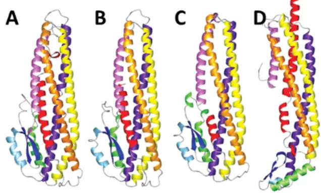 Fig. 14. Structural similarity between A) Hbl, B) the homology model of NheB, C) the homology model of NheC and D)  ClyA (149)