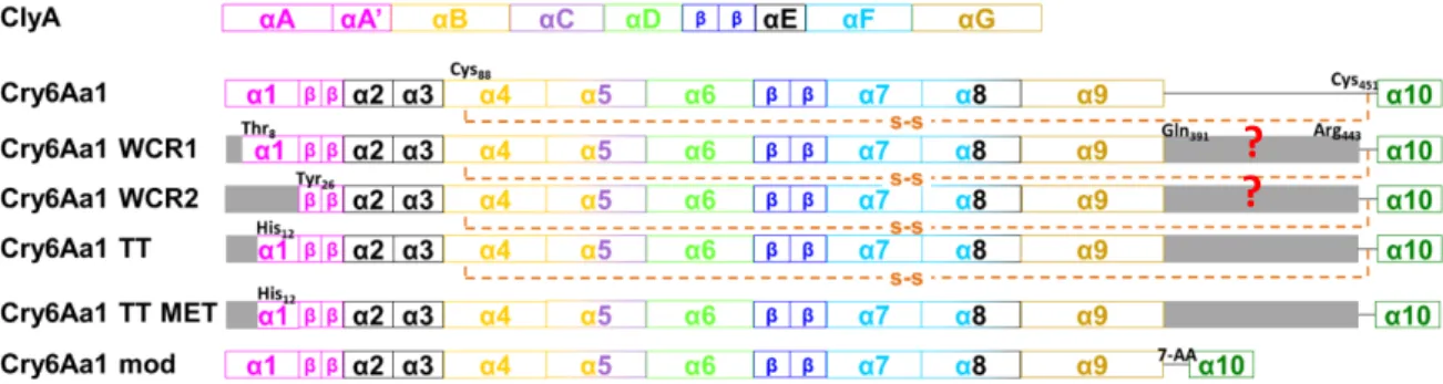 Fig. 15. Diagram of the secondary structures of ClyA and Cry6Aa1 TT, and the predicted secondary structures of the  other forms of Cry6Aa1