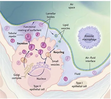 Figure 5. Production du surfactant alvéolaire par les cellules ATI I  