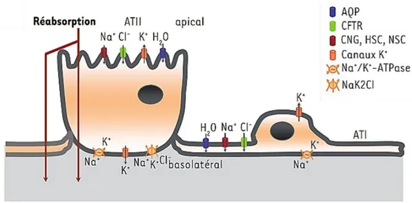 Figure 6. Transports ioniques et liquidiens au QLYHDXGHVFHOOXOHVpSLWKpOLDOHVGHO¶pSLWKpOLXP alvéolaire 