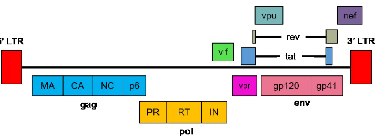 Figure 1 Organisation génomique du VIH-1. 