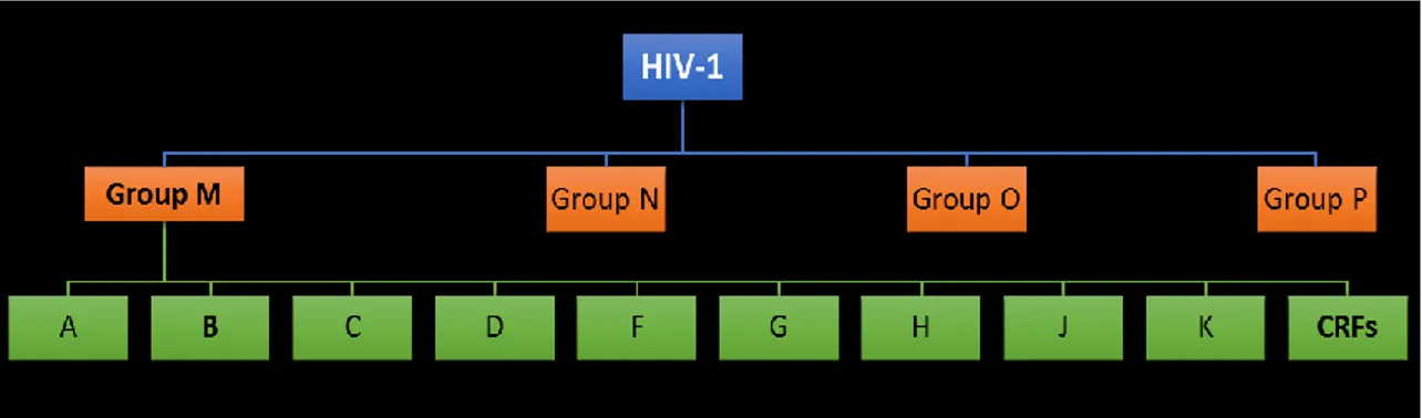 Figure 4 Les différents niveaux de classification du VIH. 