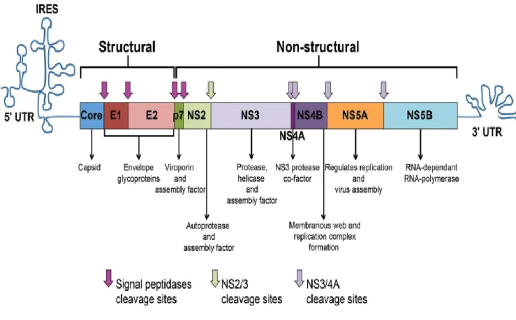 Figure 1.1.:  Genomic Organization of the HCV Virus. HCV RNA is translated into a 