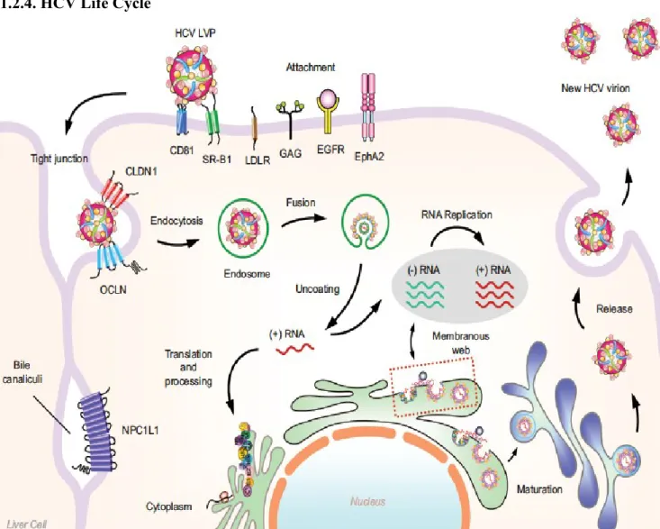 Figure  1.2.  Summary  of  HCV  replication  cycle.  The  HCV  lipoviral  particle  (LVP)  anchors  to  SRB1  and  CD81  as  well  as  claduin-1  and  occluding  and  enters  the  cell  via  receptor-mediated endocytosis